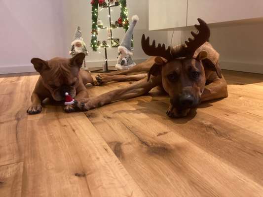 Rhodesian Ridgeback-Beitrag-Bild