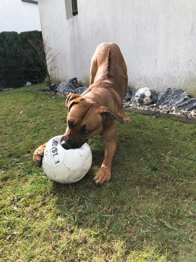Rhodesian Ridgeback-Beitrag-Bild