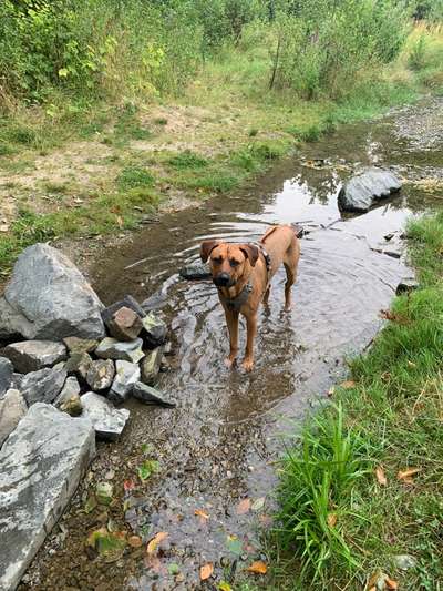 Rhodesian Ridgeback-Beitrag-Bild