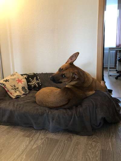 Rhodesian Ridgeback-Beitrag-Bild