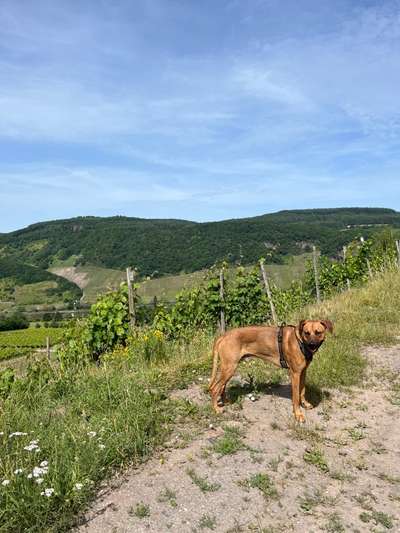 Rhodesian Ridgeback-Beitrag-Bild