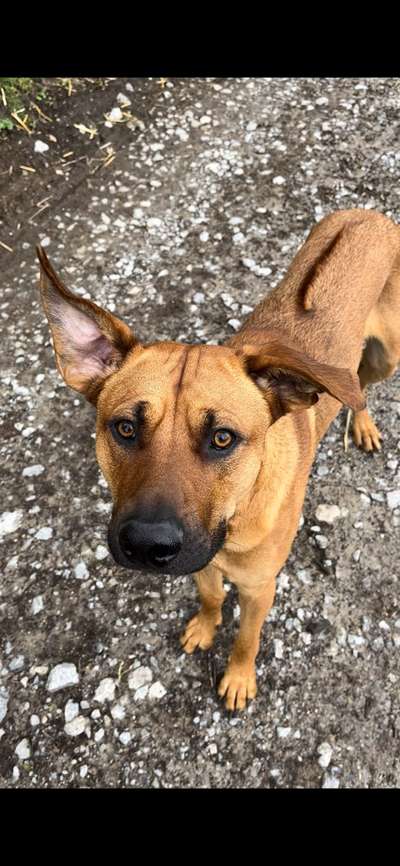 Rhodesian Ridgeback-Beitrag-Bild