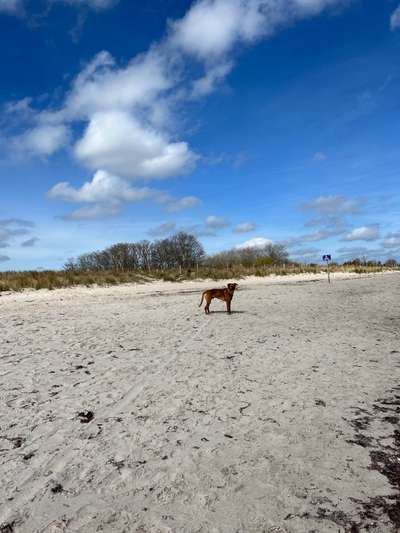 Rhodesian Ridgeback-Beitrag-Bild