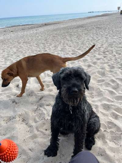 Rhodesian Ridgeback-Beitrag-Bild