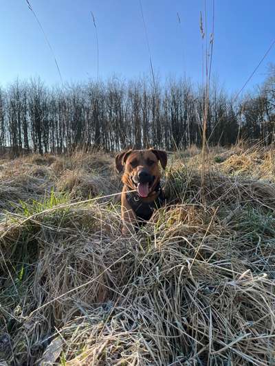 Rhodesian Ridgeback-Beitrag-Bild
