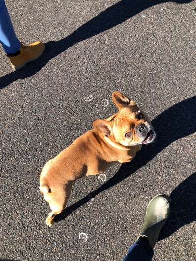 Rhodesian Ridgeback-Beitrag-Bild