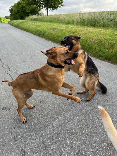 Rhodesian Ridgeback-Beitrag-Bild