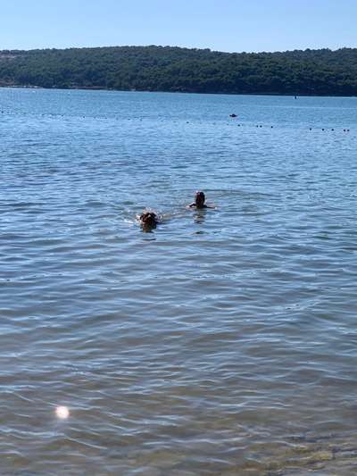 Rhodesian Ridgeback-Beitrag-Bild