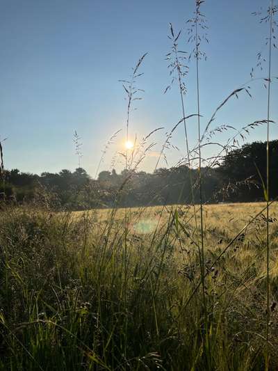 Rhodesian Ridgeback-Beitrag-Bild