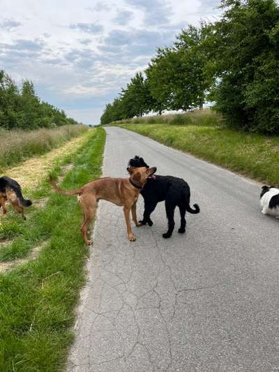 Rhodesian Ridgeback-Beitrag-Bild