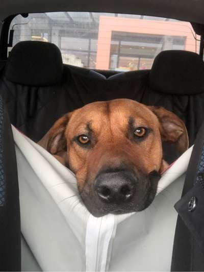 Rhodesian Ridgeback-Beitrag-Bild