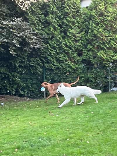 Rhodesian Ridgeback-Beitrag-Bild