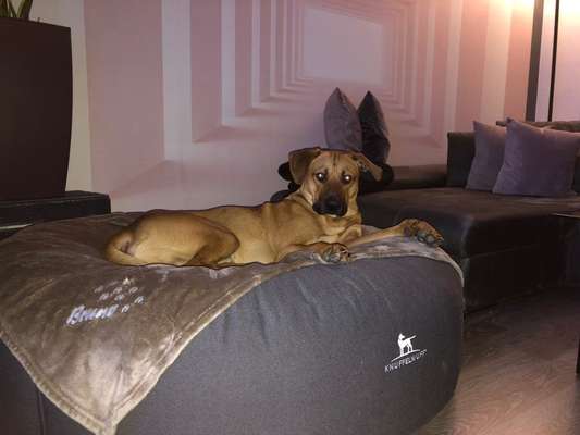 Rhodesian Ridgeback-Beitrag-Bild