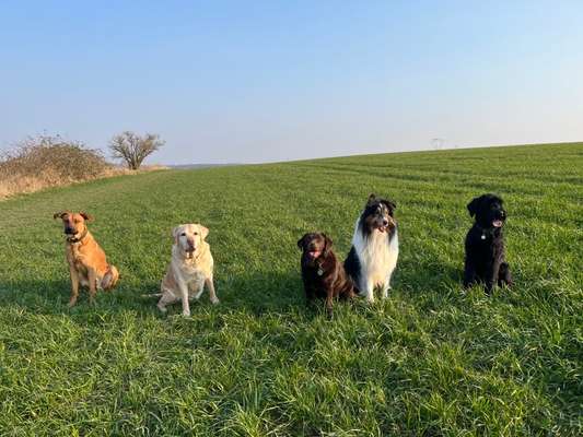 Rhodesian Ridgeback-Beitrag-Bild