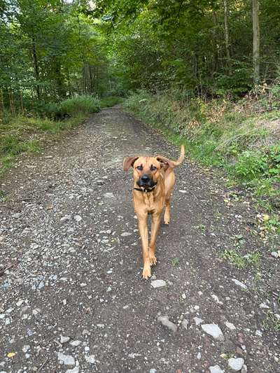 Rhodesian Ridgeback-Beitrag-Bild