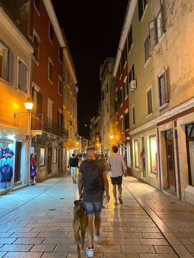 Rhodesian Ridgeback-Beitrag-Bild