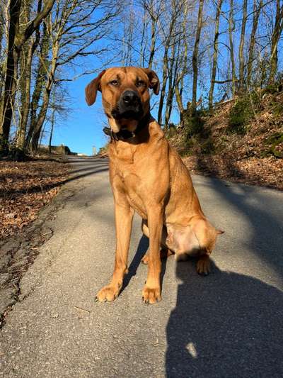 Rhodesian Ridgeback-Beitrag-Bild