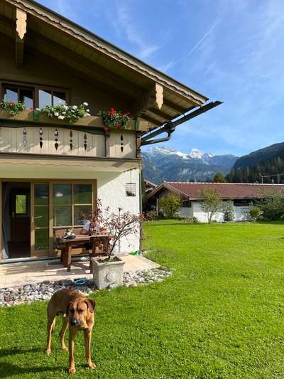 Rhodesian Ridgeback-Beitrag-Bild