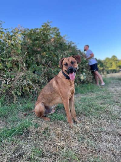 Rhodesian Ridgeback-Beitrag-Bild