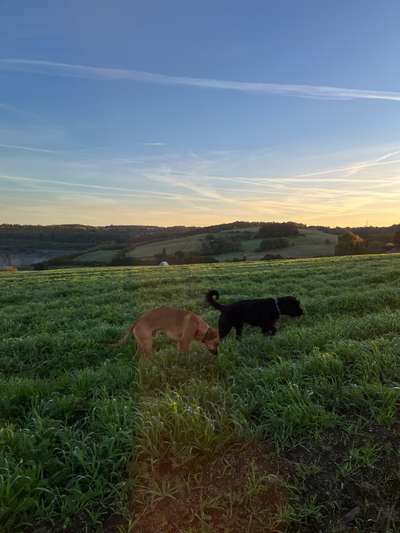 Rhodesian Ridgeback-Beitrag-Bild
