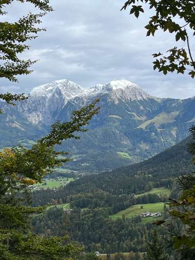 Rhodesian Ridgeback-Beitrag-Bild