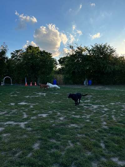 Rhodesian Ridgeback-Beitrag-Bild