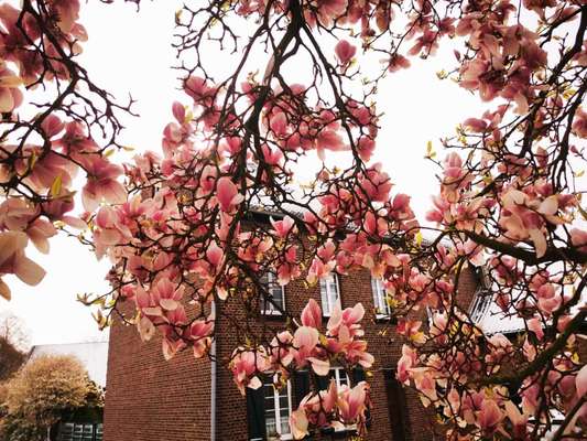 Rhodesian Ridgeback-Beitrag-Bild