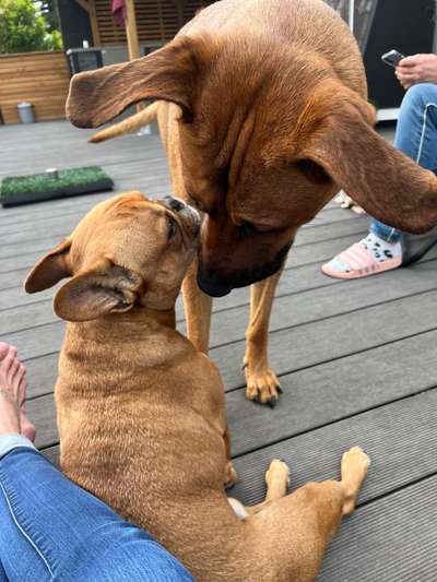 Rhodesian Ridgeback-Beitrag-Bild