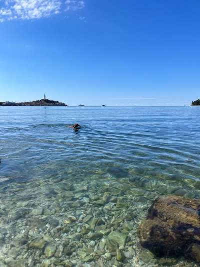 Rhodesian Ridgeback-Beitrag-Bild