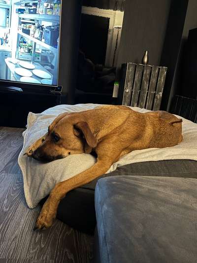 Rhodesian Ridgeback-Beitrag-Bild