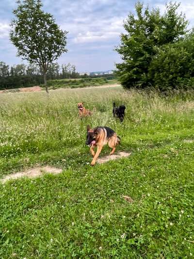 Rhodesian Ridgeback-Beitrag-Bild