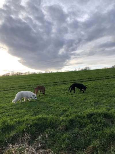 Rhodesian Ridgeback-Beitrag-Bild