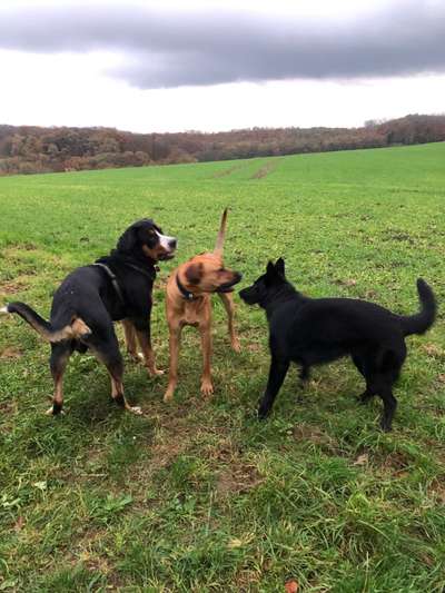 Rhodesian Ridgeback-Beitrag-Bild