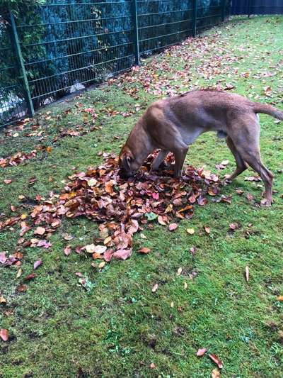 Rhodesian Ridgeback-Beitrag-Bild