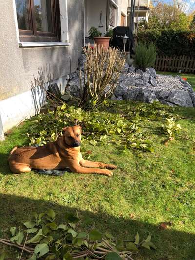 Rhodesian Ridgeback-Beitrag-Bild