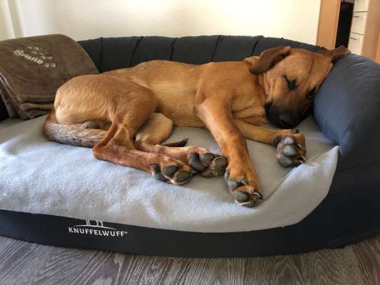 Rhodesian Ridgeback-Beitrag-Bild