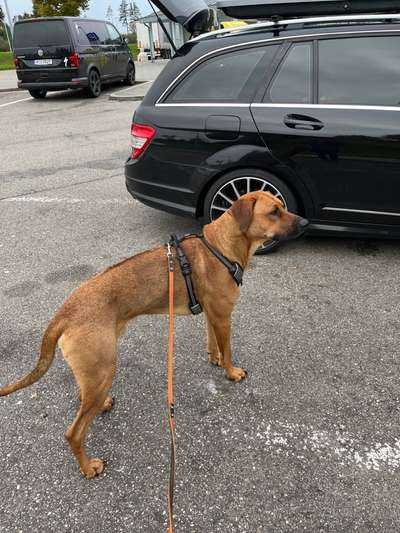 Rhodesian Ridgeback-Beitrag-Bild