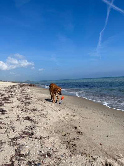 Rhodesian Ridgeback-Beitrag-Bild