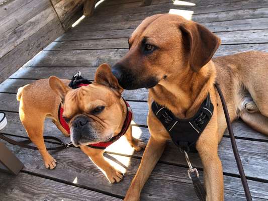 Rhodesian Ridgeback-Beitrag-Bild