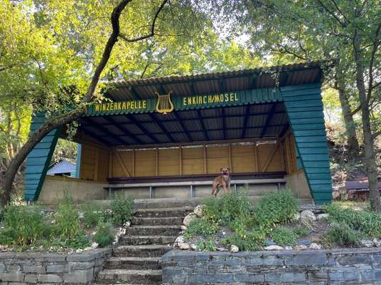 Rhodesian Ridgeback-Beitrag-Bild