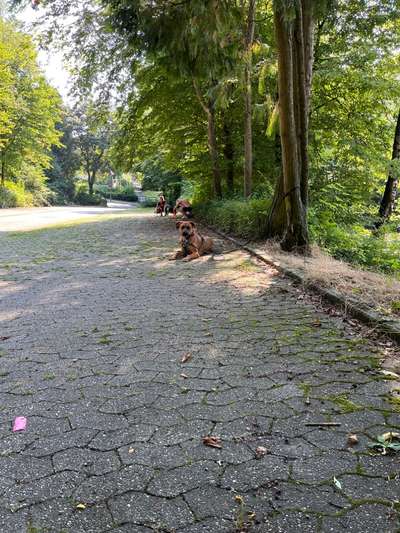 Rhodesian Ridgeback-Beitrag-Bild