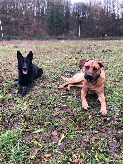 Rhodesian Ridgeback-Beitrag-Bild