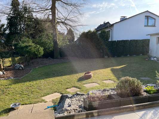 Rhodesian Ridgeback-Beitrag-Bild