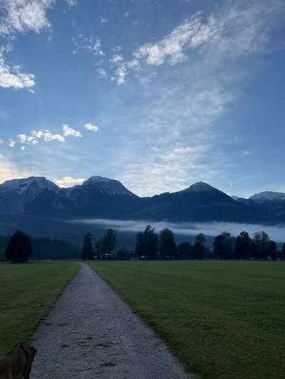 Rhodesian Ridgeback-Beitrag-Bild