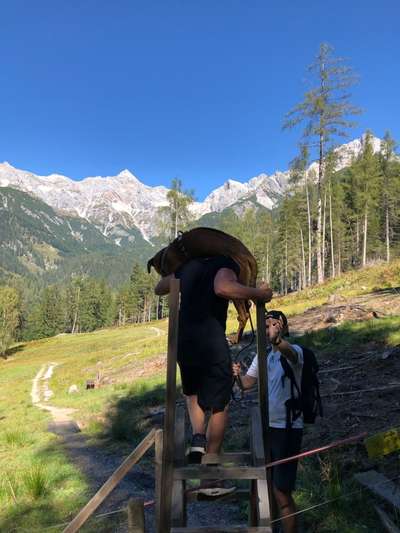 Rhodesian Ridgeback-Beitrag-Bild