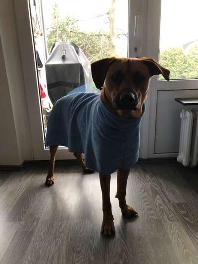 Rhodesian Ridgeback-Beitrag-Bild