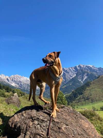 Rhodesian Ridgeback-Beitrag-Bild
