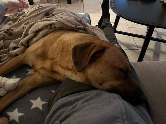 Rhodesian Ridgeback-Beitrag-Bild