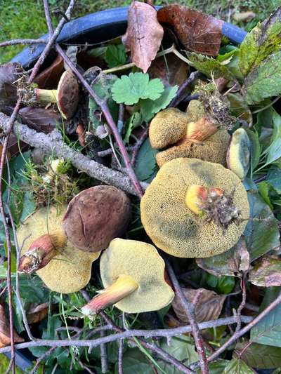 Rhodesian Ridgeback-Beitrag-Bild