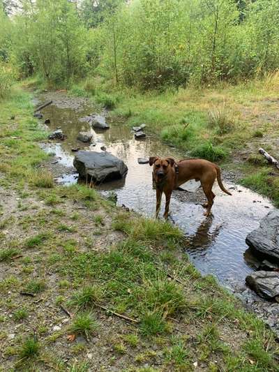 Rhodesian Ridgeback-Beitrag-Bild